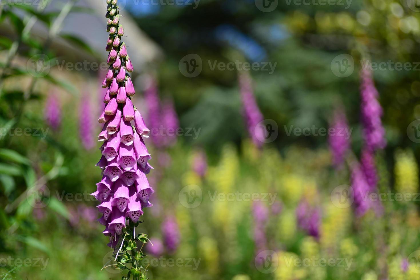 maglia foxglove regno unito primavera giardino foto