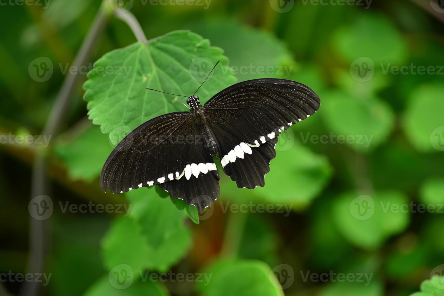 farfalla mormone comune macro immagine di lepidotteri foto
