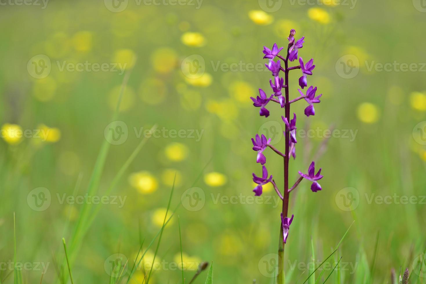 jersey orchid uk fiori di campo della primavera foto