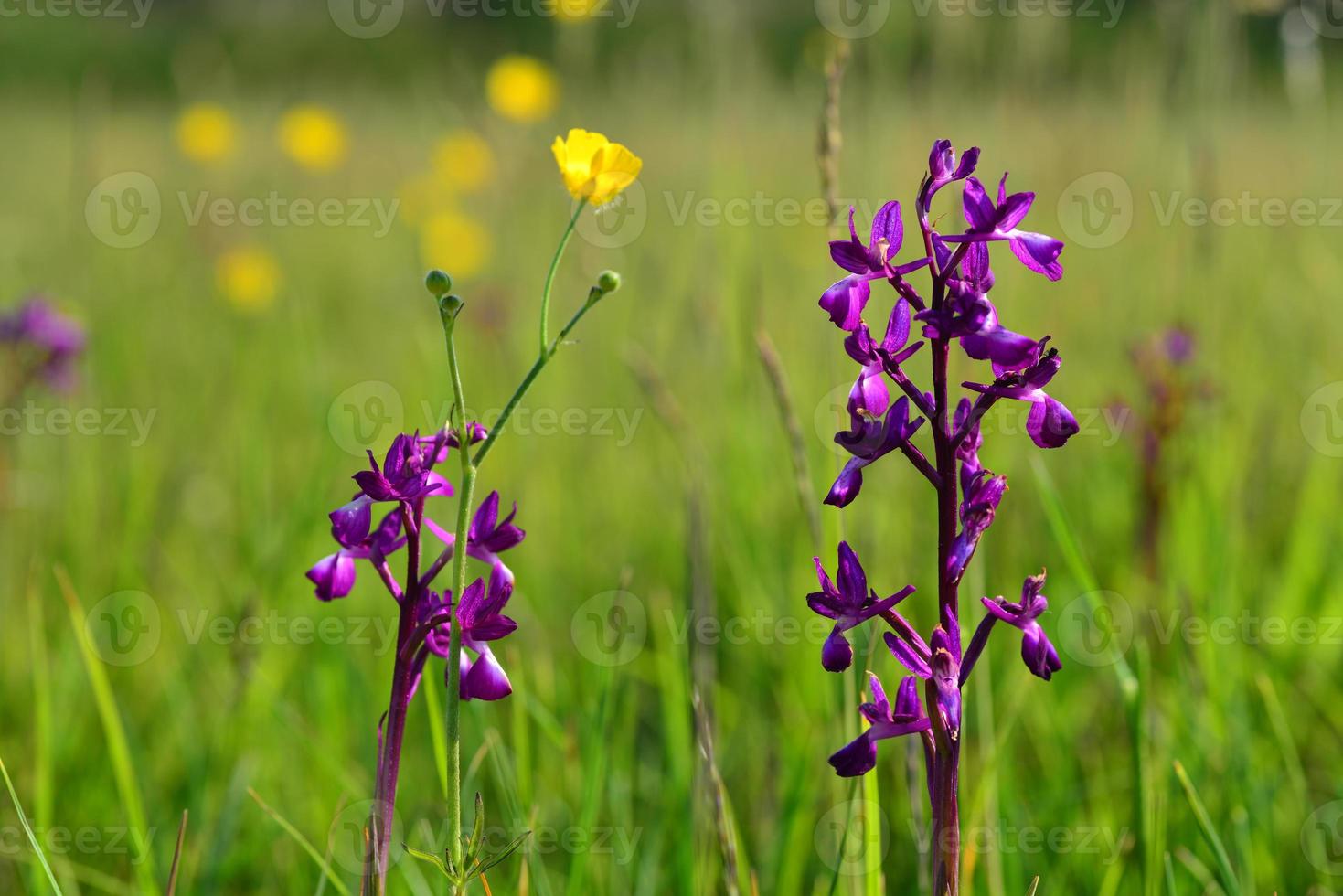 jersey orchidea regno unito fiori di campo primaverili foto