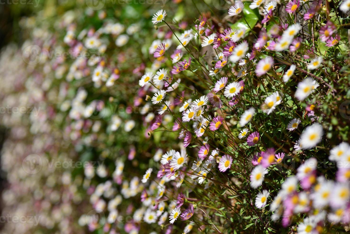 margherite selvatiche jersey regno unito tappeto di fiori primaverili che crescono da un muro foto