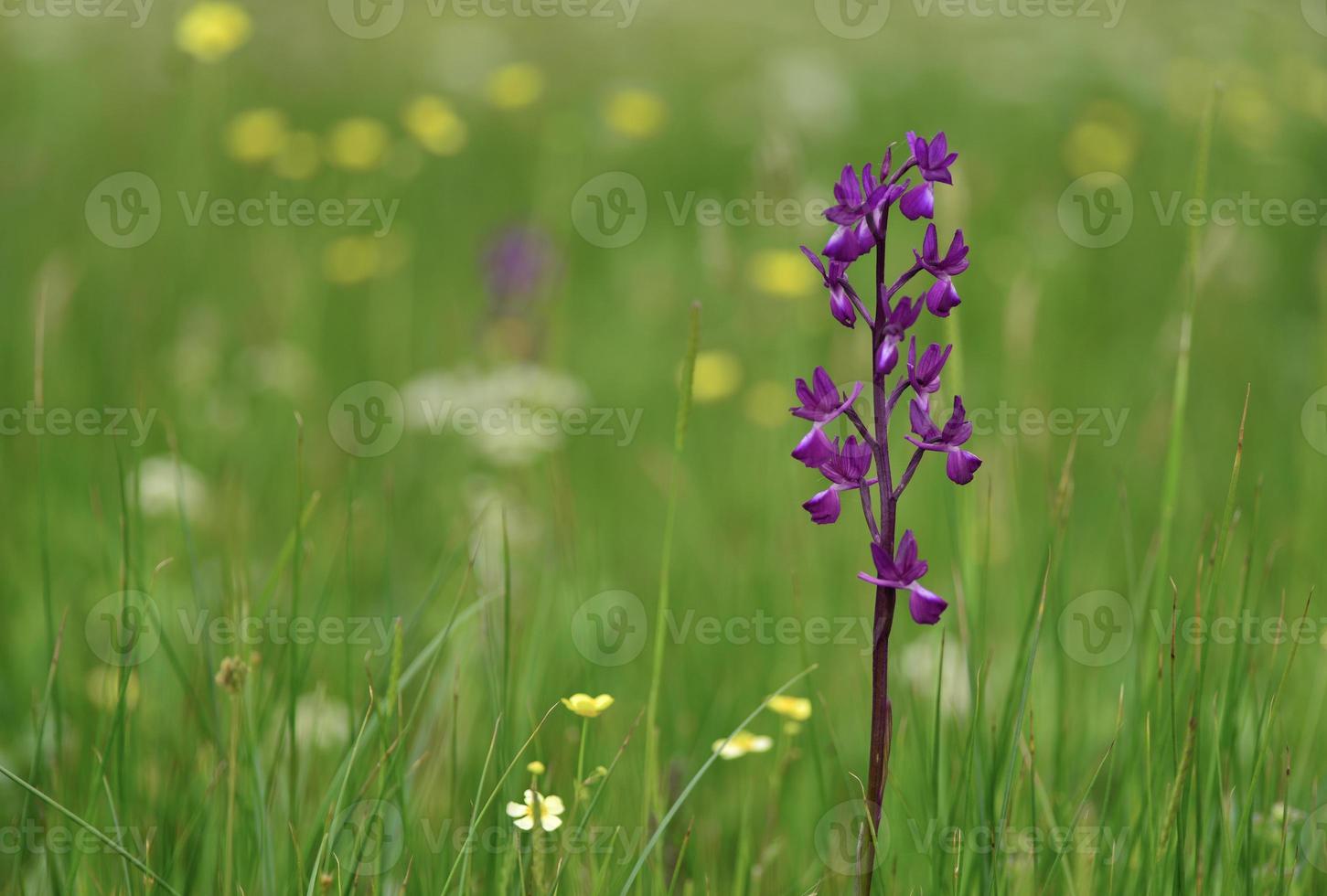 jersey orchid uk primavera marsh wildflowers foto