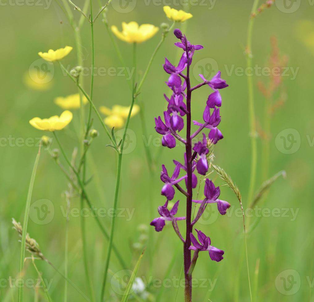 jersey orchidea jersey regno unito fiori di campo primaverili foto