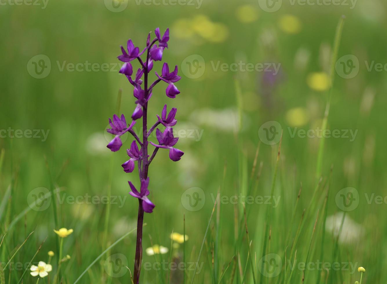 jersey orchidea regno unito fiori di campo primaverili foto