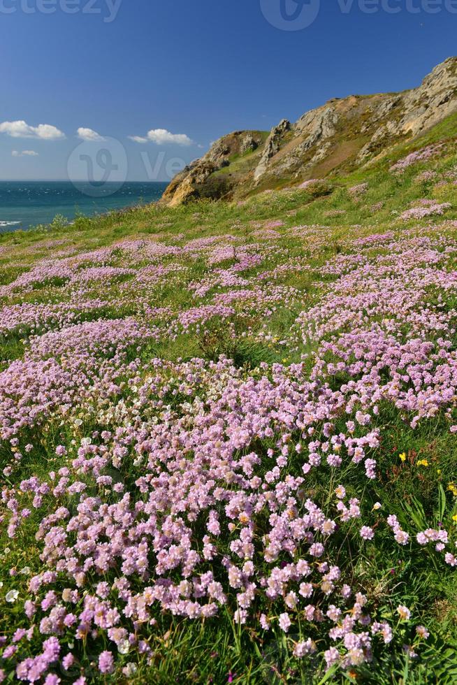 le pulec jersey uk primavera rosa parsimonia e scogliere costiere foto