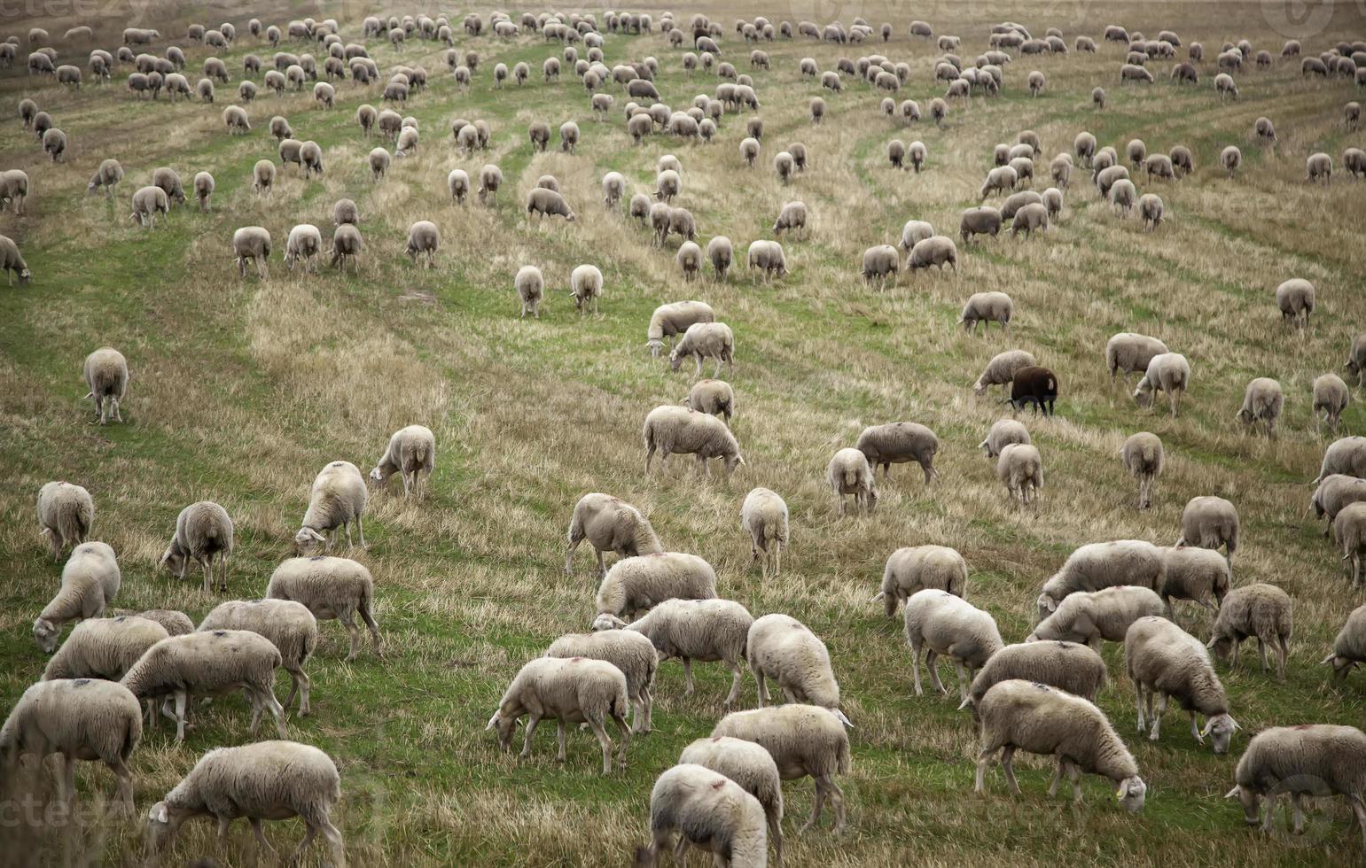 pecore che mangiano in una fattoria foto