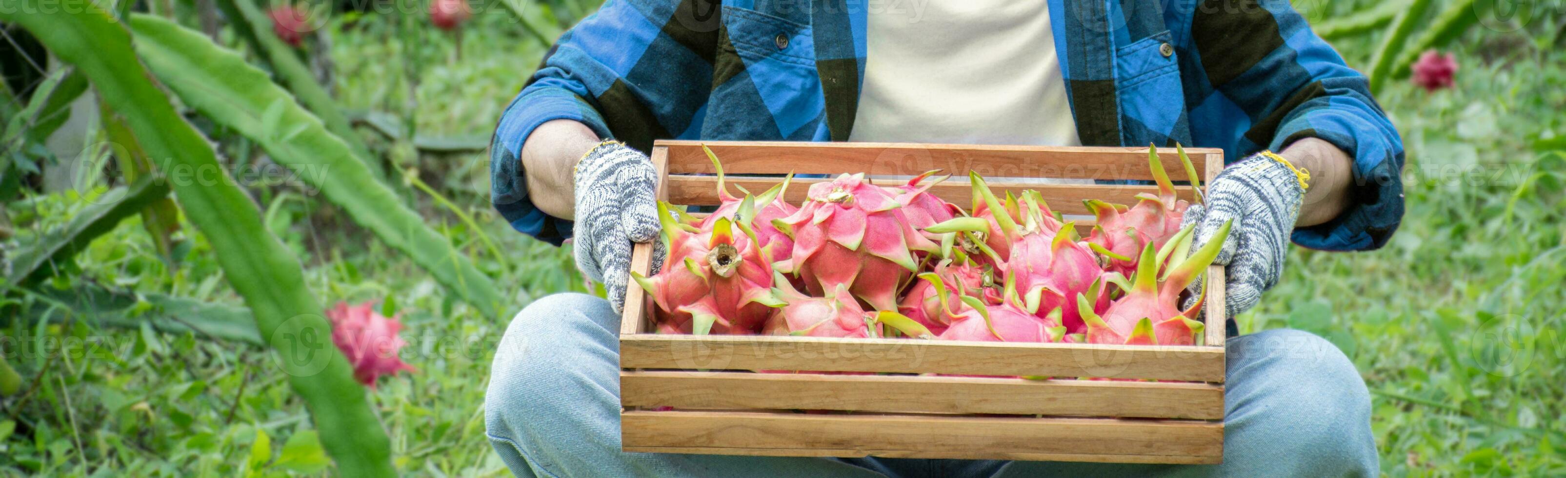 giovane Drago frutta maschio contadino nel plaid camicia seduta e Tenere di legno scatola quale pieno di maturo rosso Drago frutta dentro nel il suo giardino, morbido e selettivo messa a fuoco, concetto per giovane inteligente contadino. foto