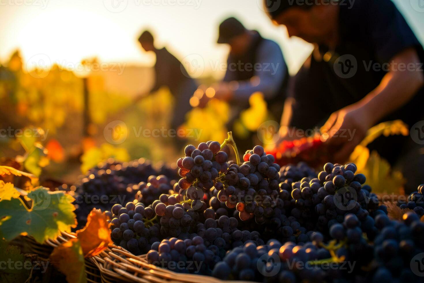 vigneto lavoratori accuratamente raccolta manuale maturo uva sotto il d'oro novembre luce del sole un' cruciale passo nel lavorazione squisito vini foto