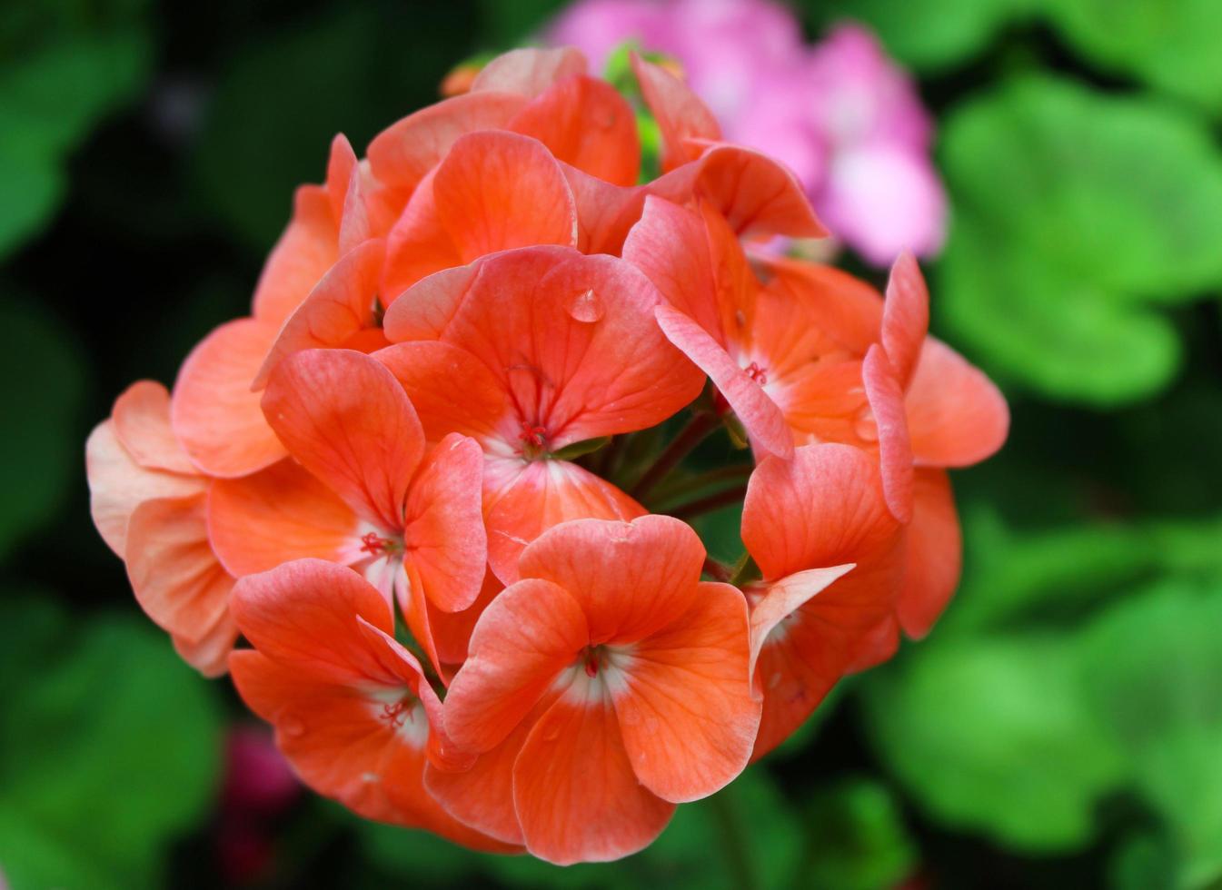 fiori rossi stanno sbocciando in un bellissimo giardino foto