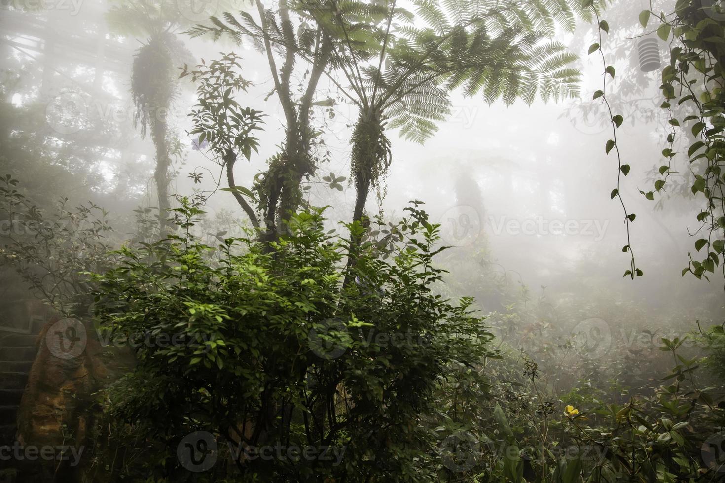 giungla con nebbia foto