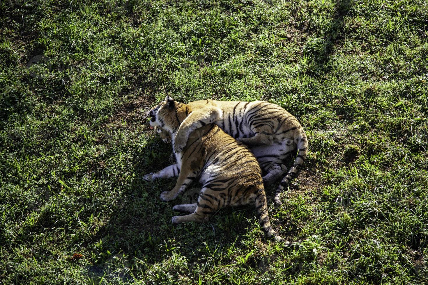 tigre selvaggia nella giungla foto