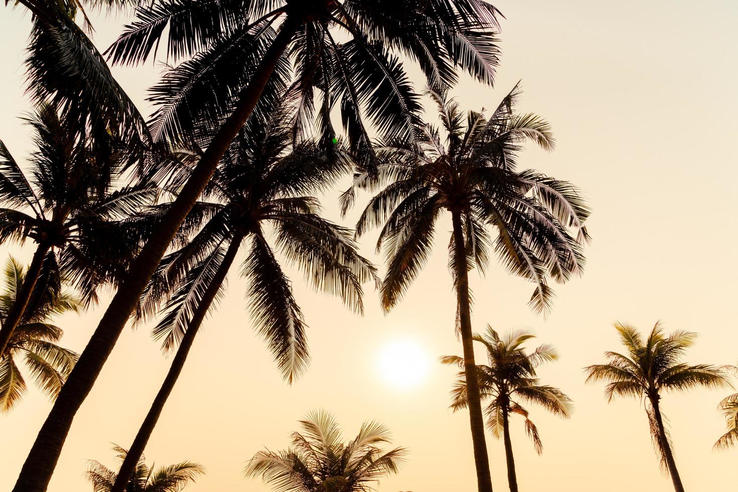 bellissima palma da cocco con tramonto nel cielo crepuscolare foto