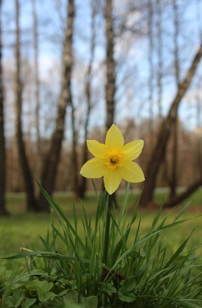 fiore di narciso cresce nella foresta tra l'erba. pianta gialla in fiore su uno sfondo di alberi foto