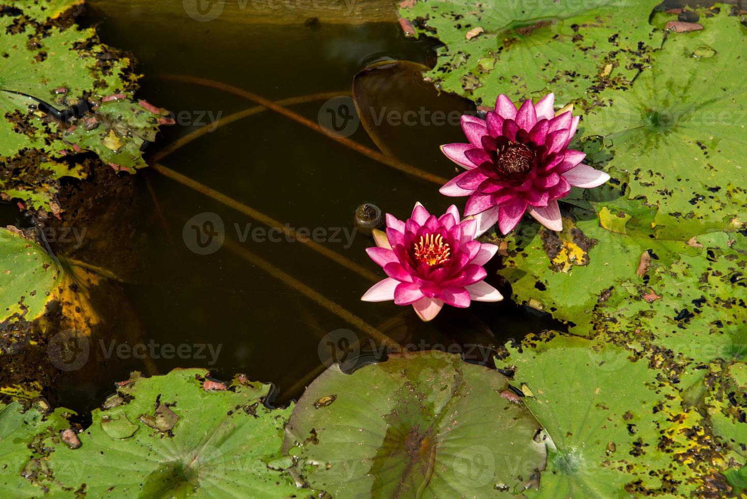 bella ninfea o fiore di loto in stagno. foto