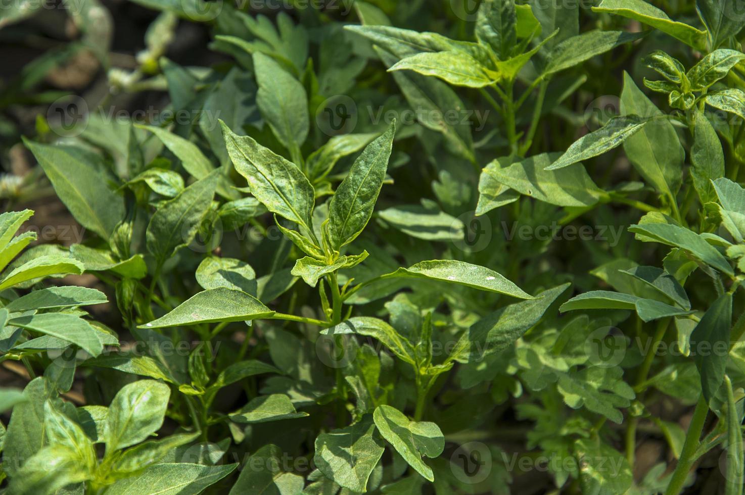 peperoncino biologico verde sulla pianta giovane al campo dell'azienda agricola, concetto di raccolto. foto