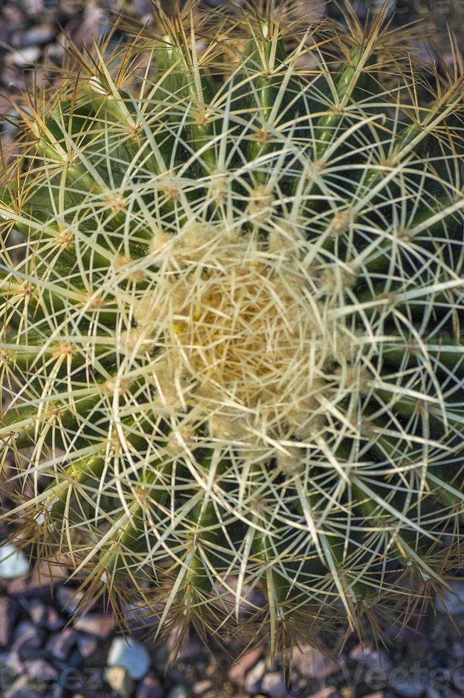 pianta di cactus nel parco foto