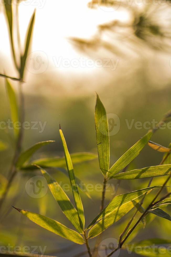 sfondo di foglie di bambù foto