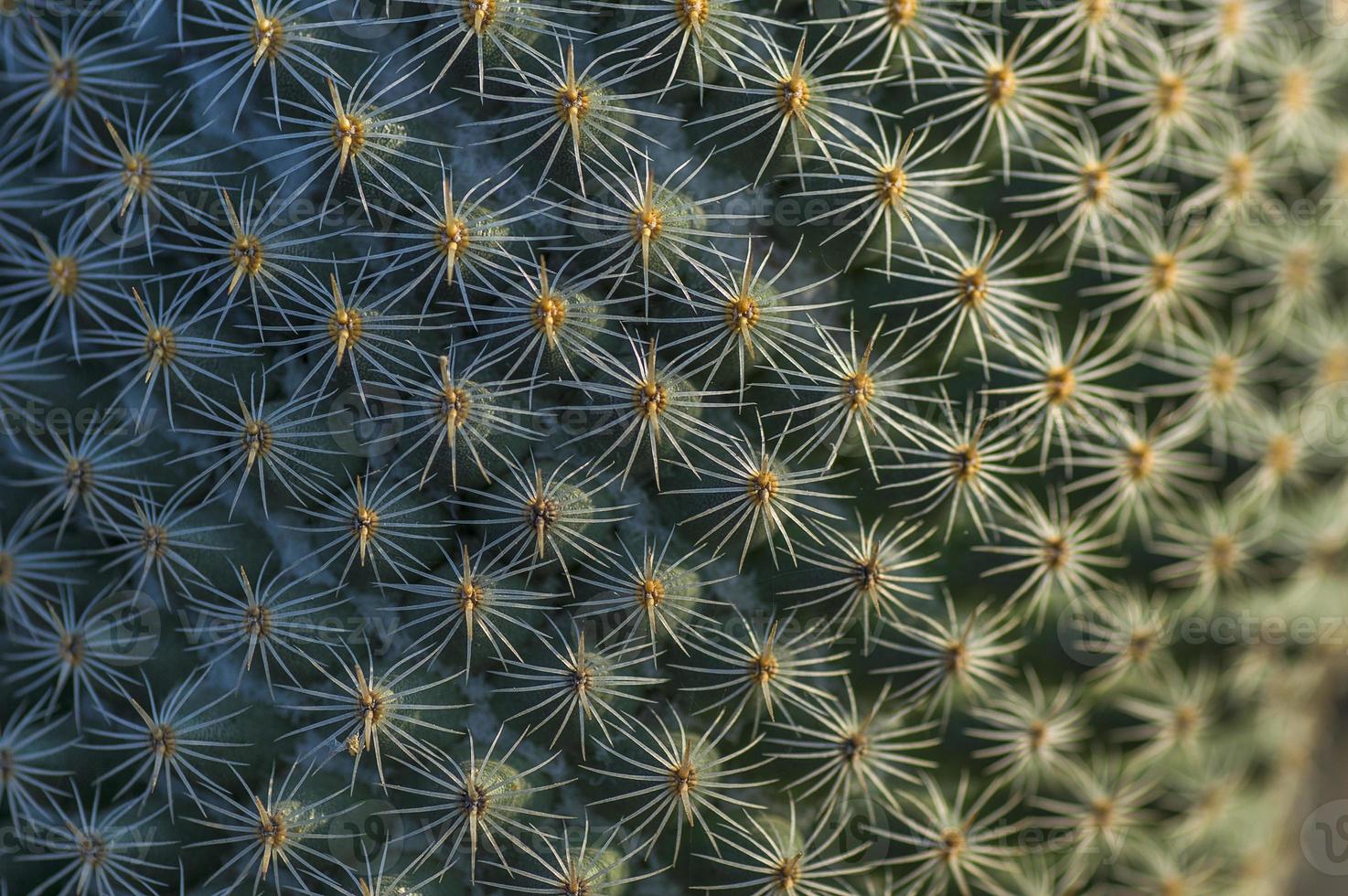 pianta di cactus nel parco foto