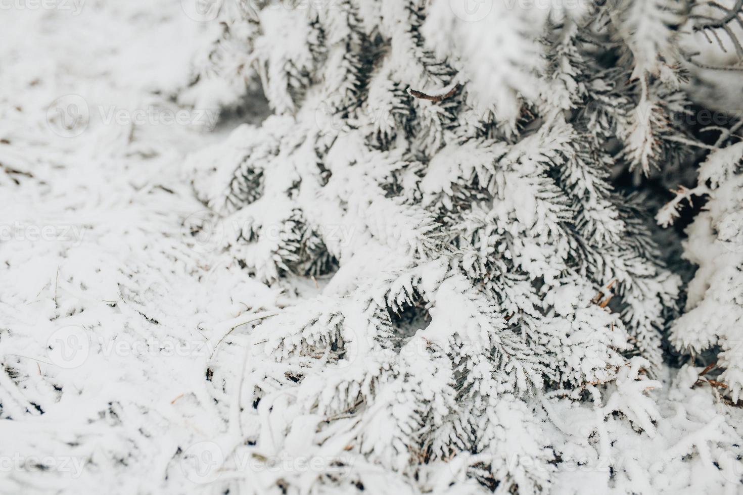 foresta di conifere sotto la neve - bufera di neve nella foresta invernale foto