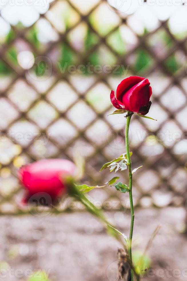 decorazione della trama con fiori e piante - un cespuglio di rose sullo sfondo di un muro di mattoni di una villa di campagna - un giardino inglese foto