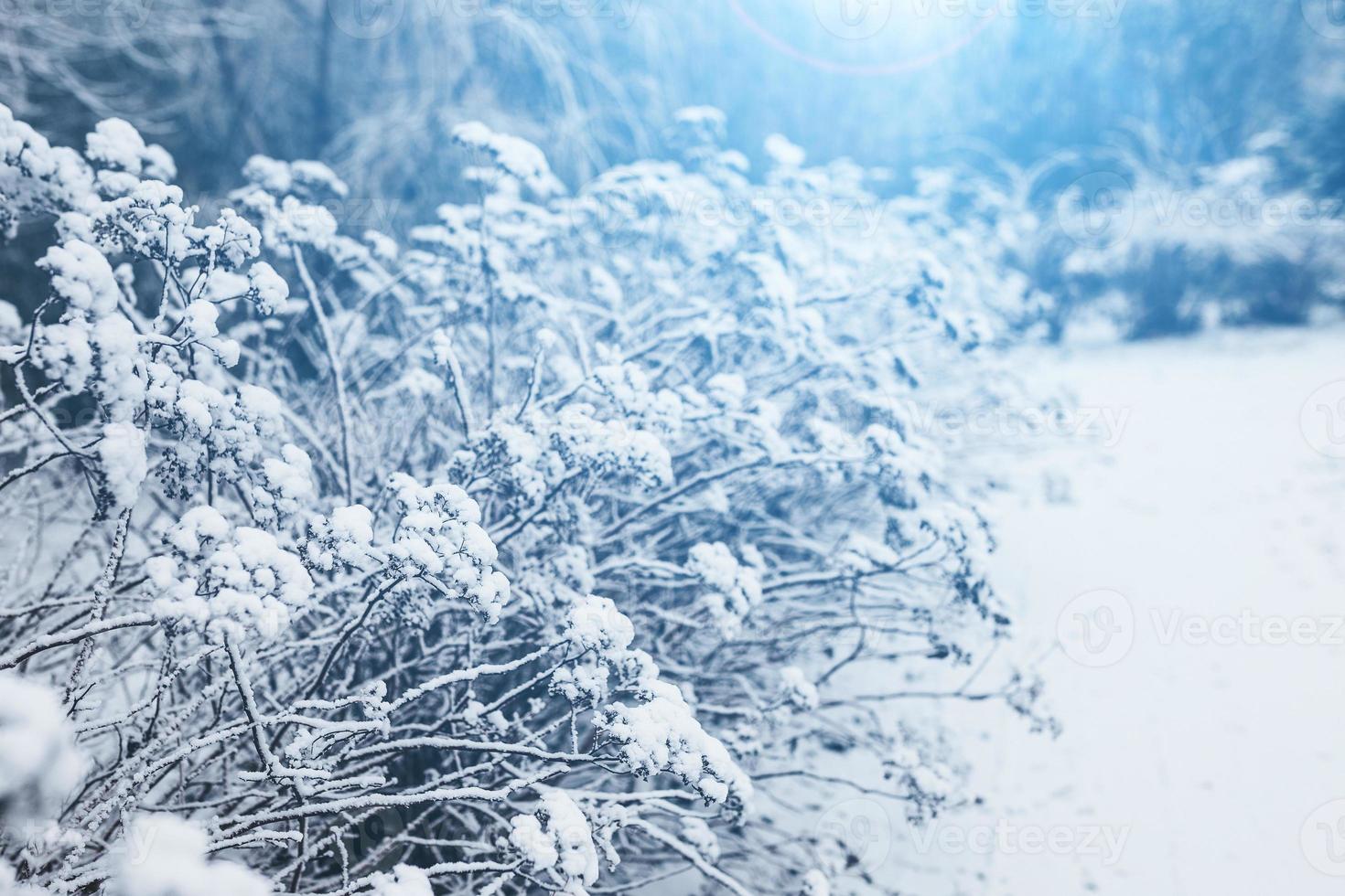 giorno gelido della foresta invernale - aghi ricoperti di neve bianca da vicino foto