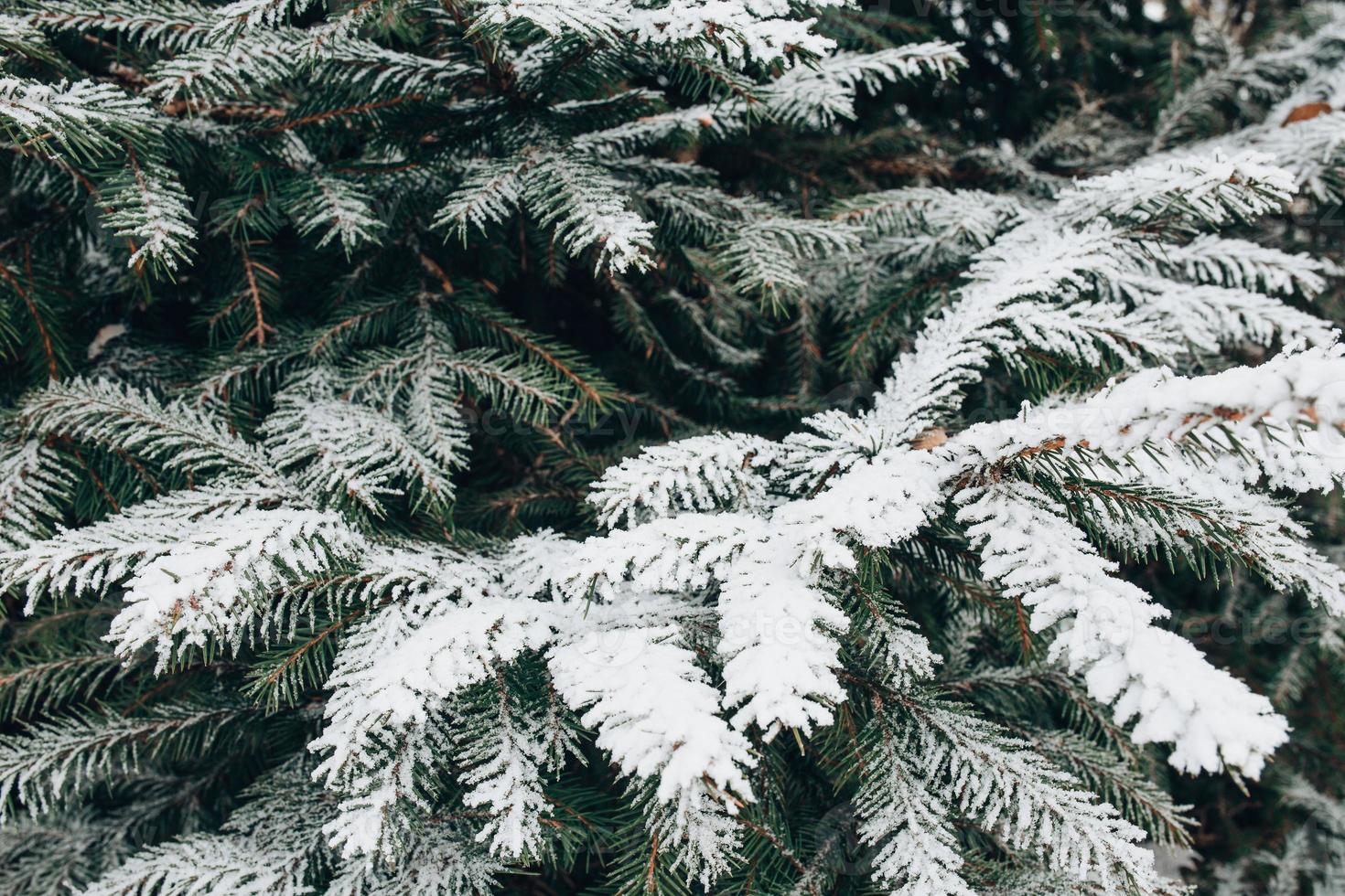 giorno gelido della foresta invernale - aghi ricoperti di neve bianca da vicino foto