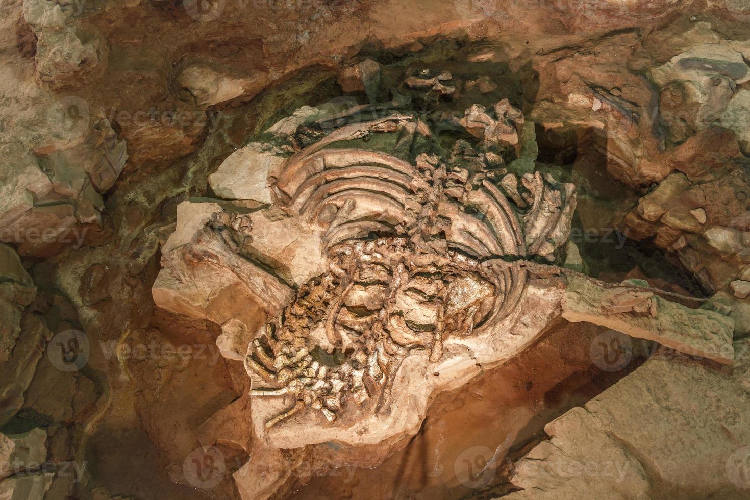 fossile di phuwiangosaurus sirindhornae al museo sirindhorn foto