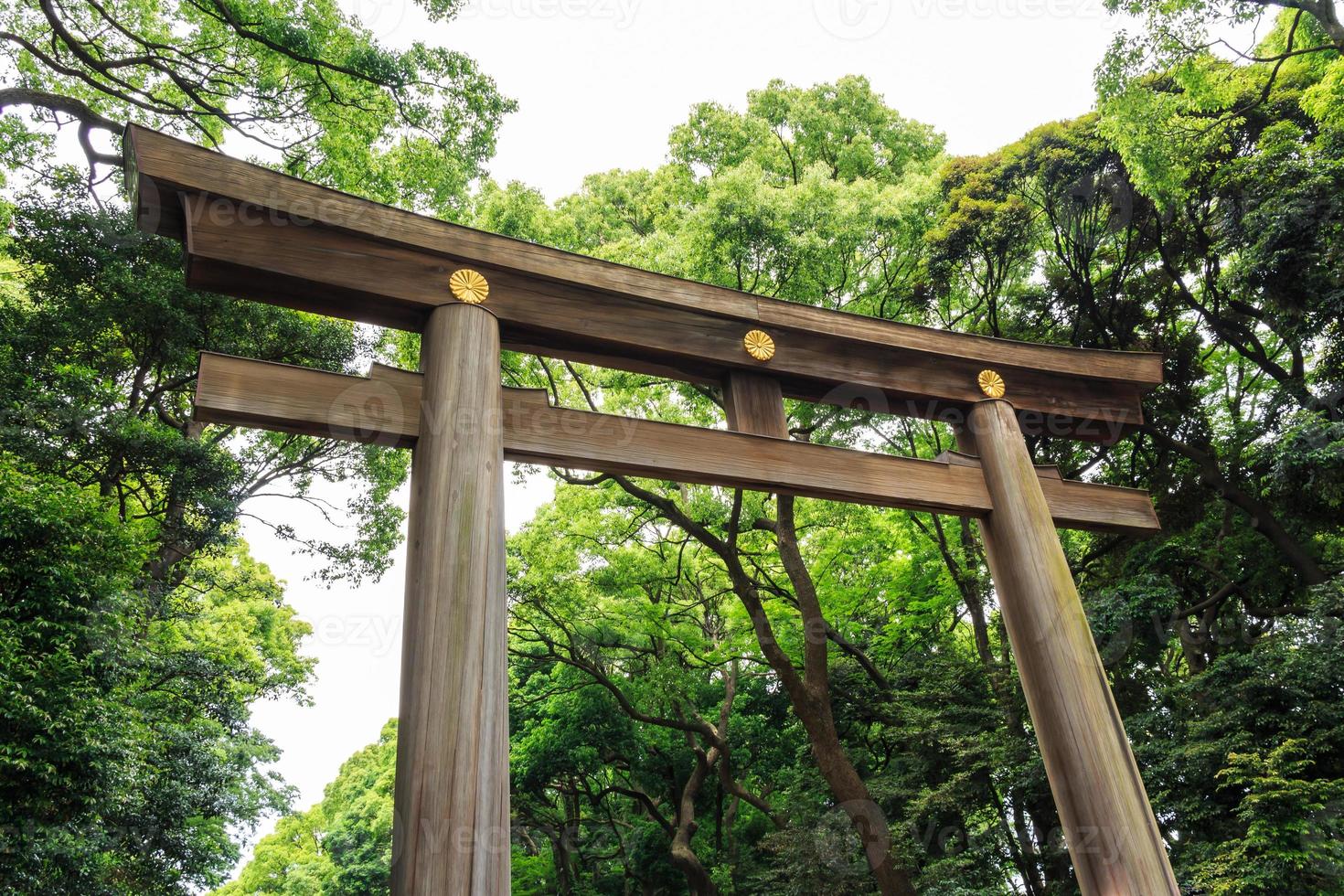 torii cancello d'ingresso e albero nell'area del tempio in giappone foto
