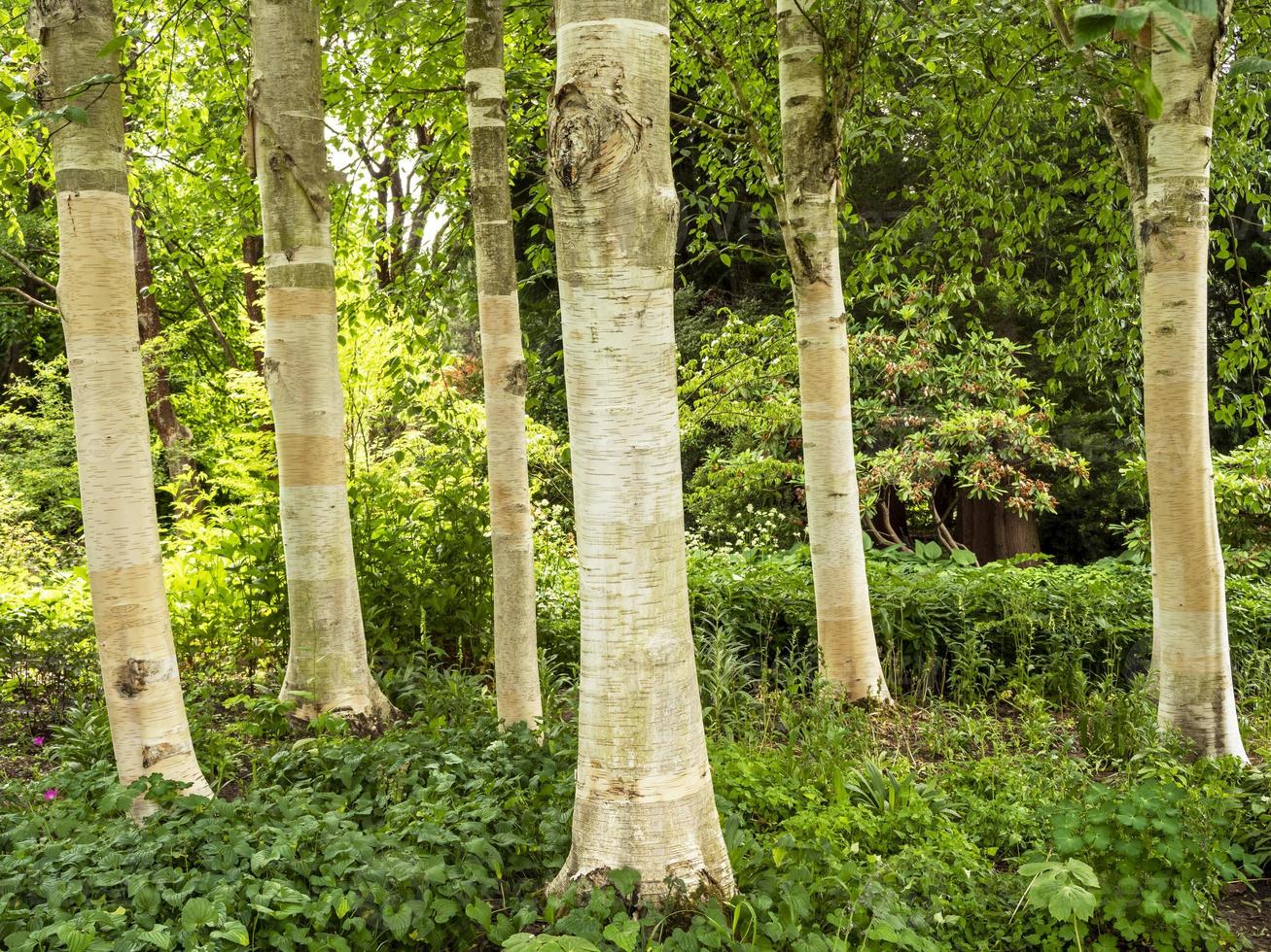 tronchi di betulla himalayana bianca betula utilis jacquemontii foto