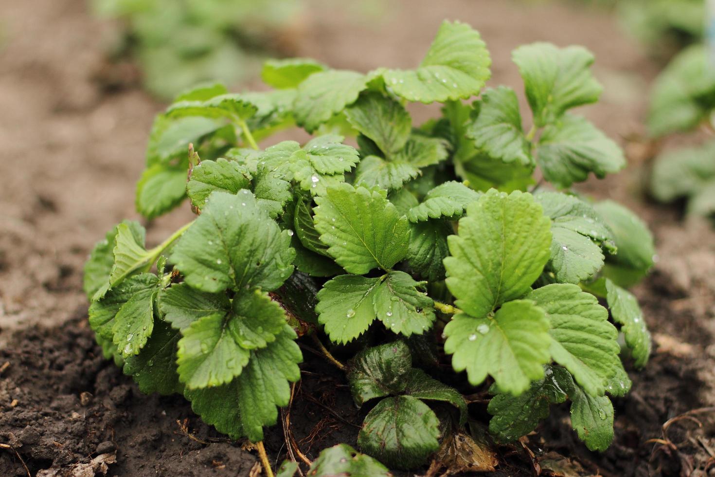 pianta di fragole fresca dalla fattoria. campo di fragole. piantagione di aiuole di bacche dolci e salutari in una giornata di sole. piantagione coltivata biologicamente. foto