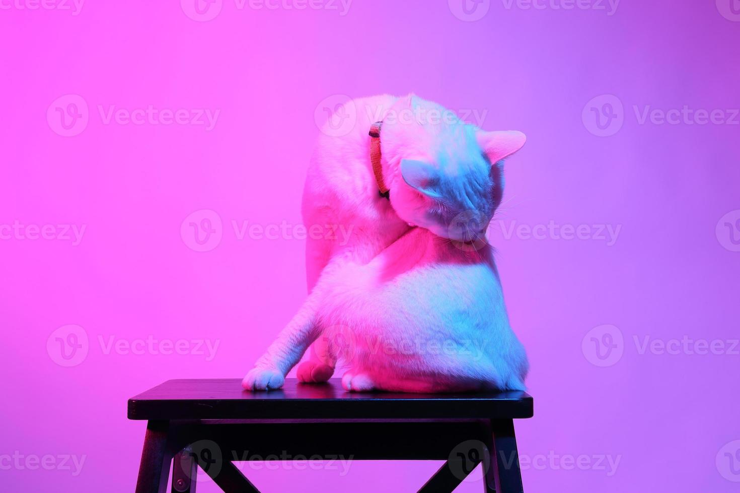 simpatico gatto con illuminazione in gel foto
