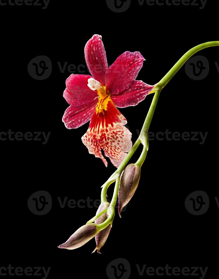 orchidea isolata su bianco foto