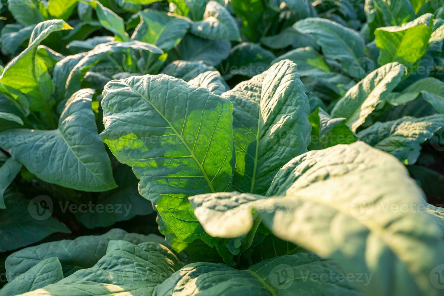 foglia verde tabacco pianta nel campo. tabacco industria per agricoltura e esportare. foto