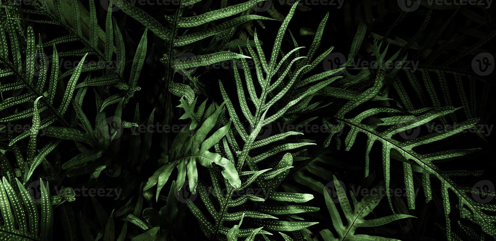 sfondo foglia verde tropicale, tema tono scuro. foto