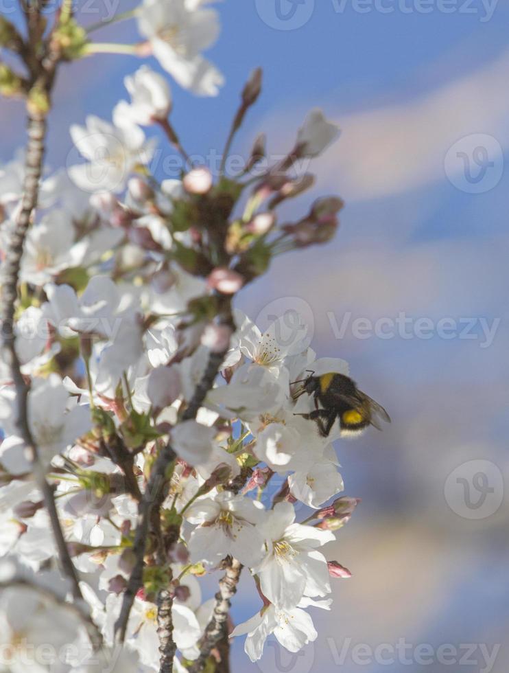 i primi insetti impollinano i primi fiori di primavera a madrid, spagna foto