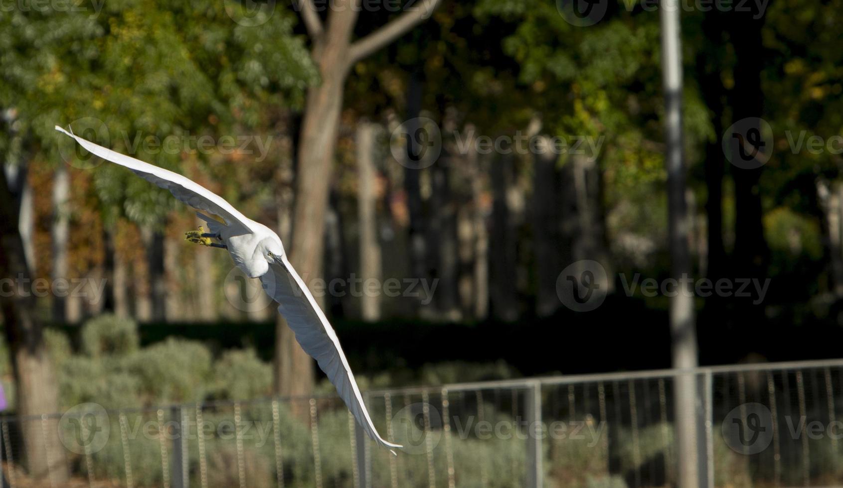 uccello garzetta che sorvola il parco madrid rio, madrid spagna foto