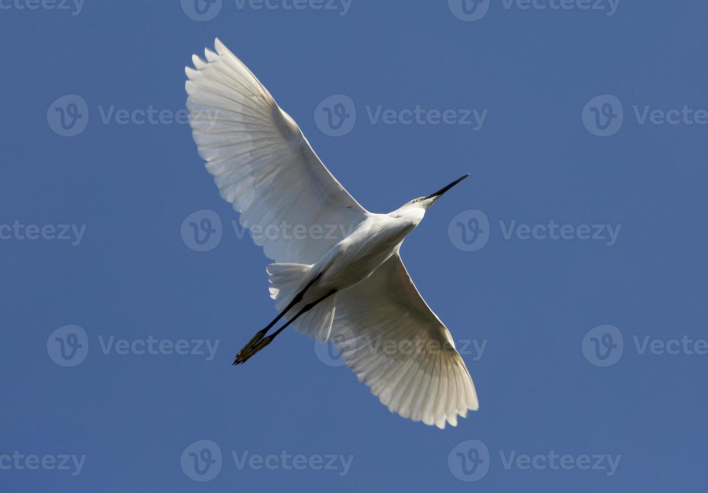 garzetta uccello che sorvola il parco madrid rio, madrid spagna foto