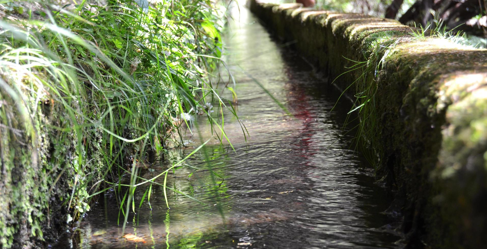 fossato d'acqua attraverso una foresta foto