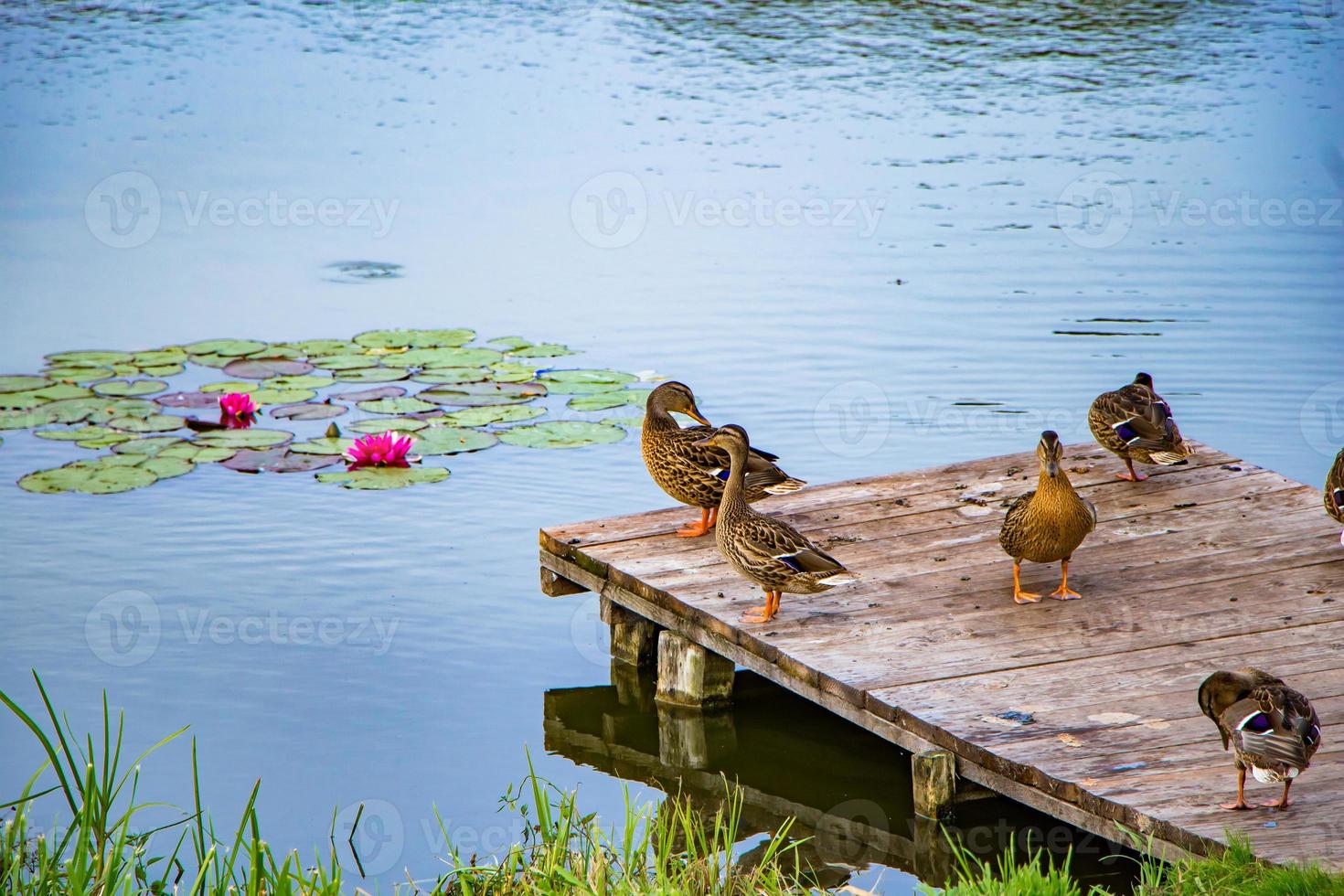 le anatre selvatiche stanno su un molo di legno nel lago. foto