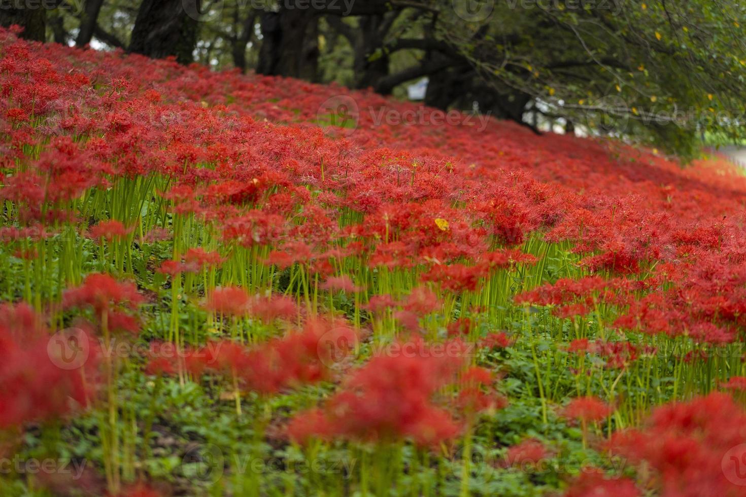 fiori di giglio ragno rosso in fiore all'inizio dell'autunno foto