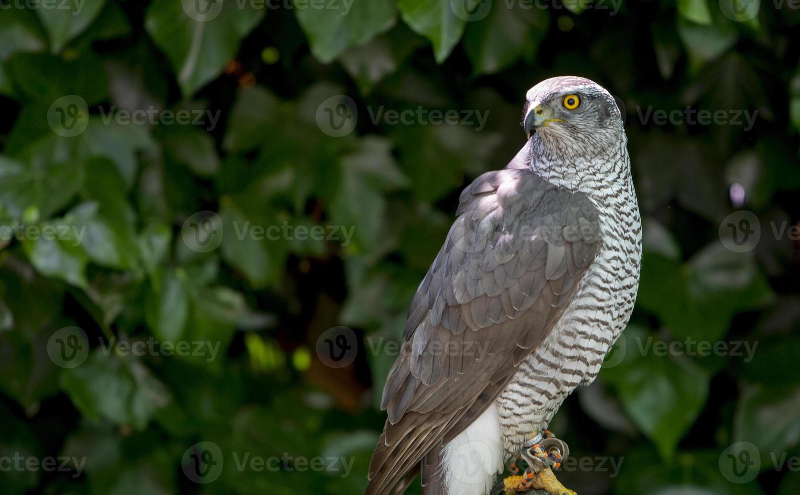 uso della falconeria per spaventare gli uccelli, nell'aerodromo di cuatro vientos a madrid foto