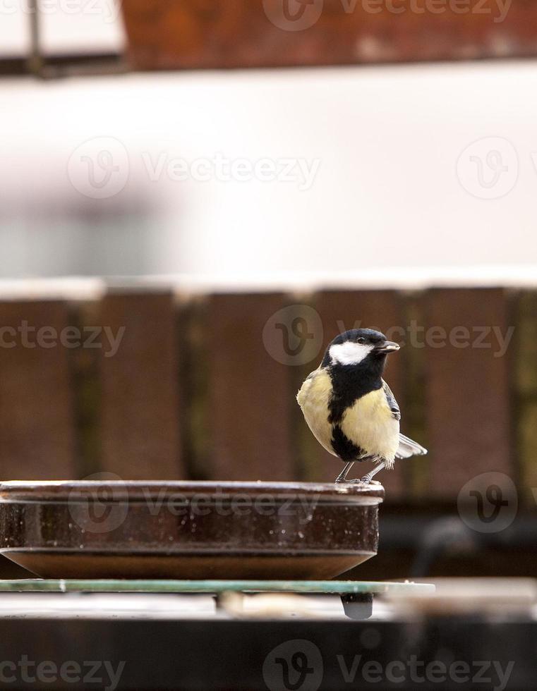 una tetta in giardino che cerca di mangiare foto