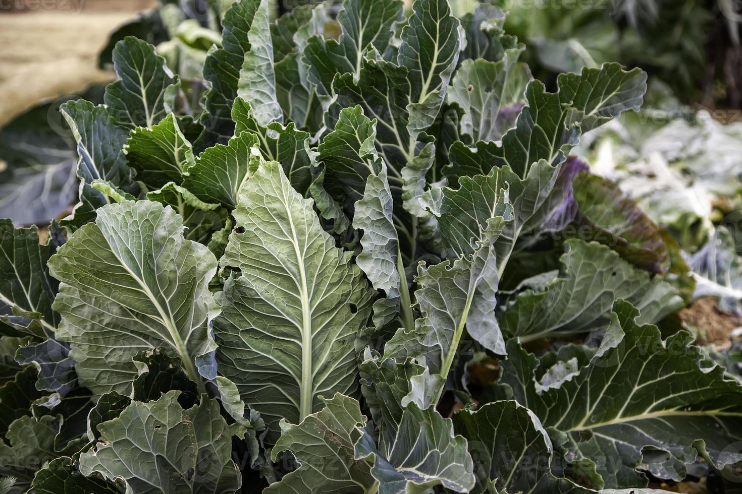 orto biologico con cavolo cappuccio foto