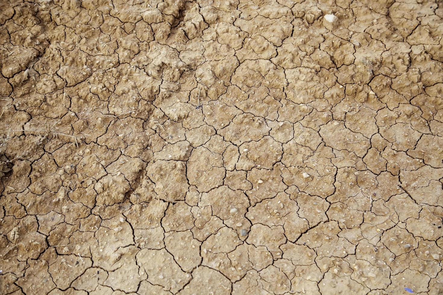 trama di terra screpolata foto