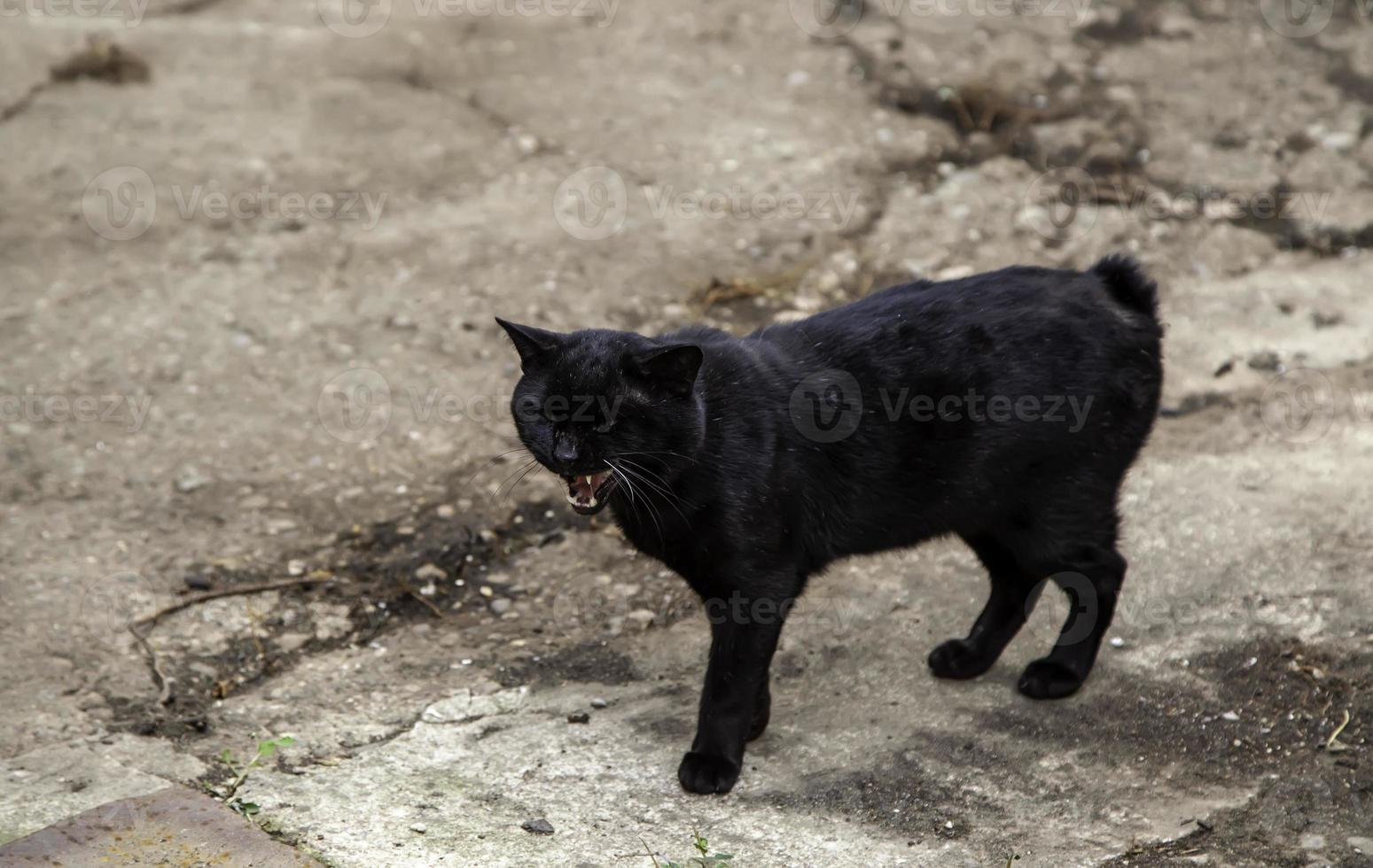 gatto nero per strada foto