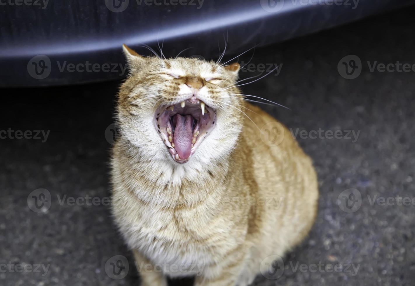 gatto con la bocca aperta foto