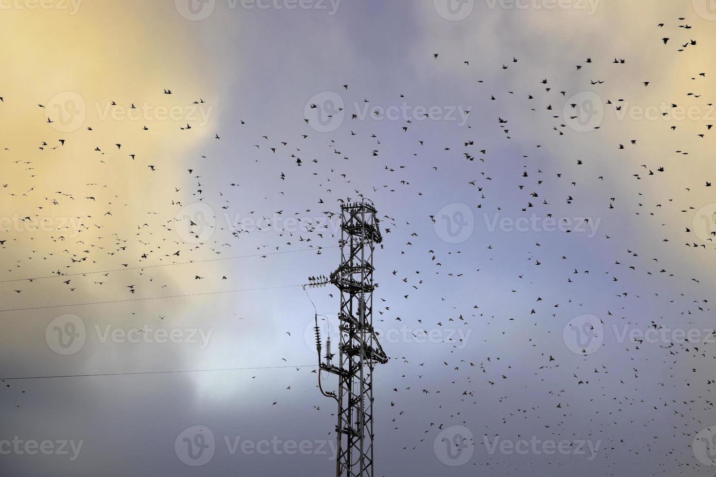 uccelli che volano in cielo foto