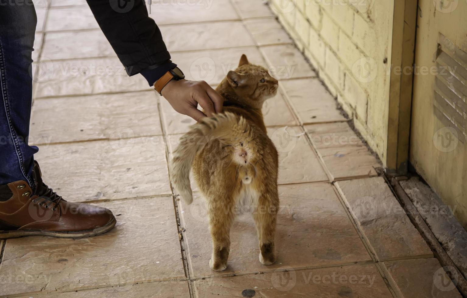 persona che accarezza il gatto foto