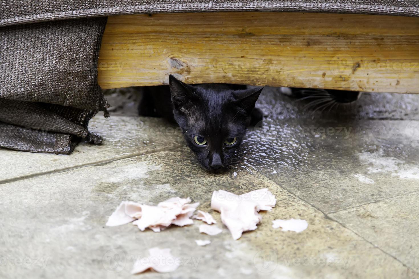 gatti randagi che mangiano per strada foto