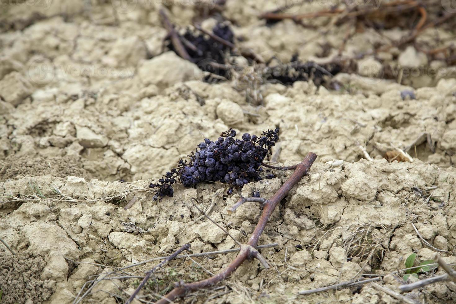 vigneti con uva foto